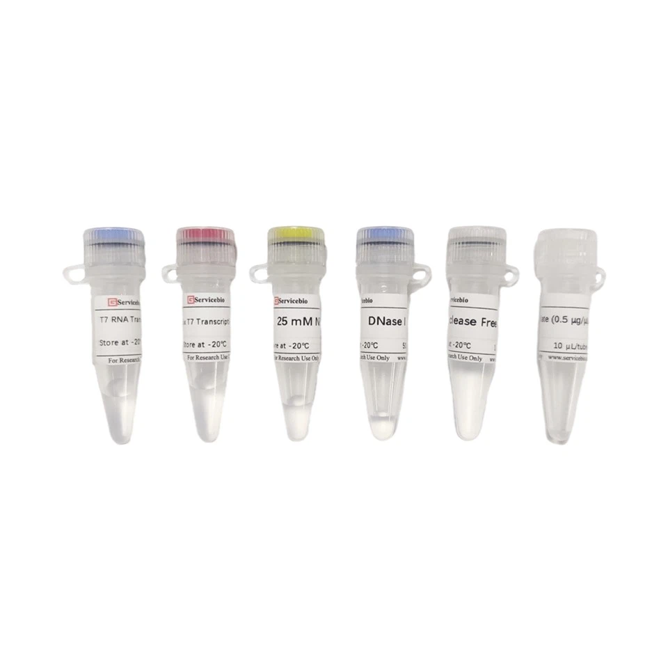 T7 High Yield Transcription Kit